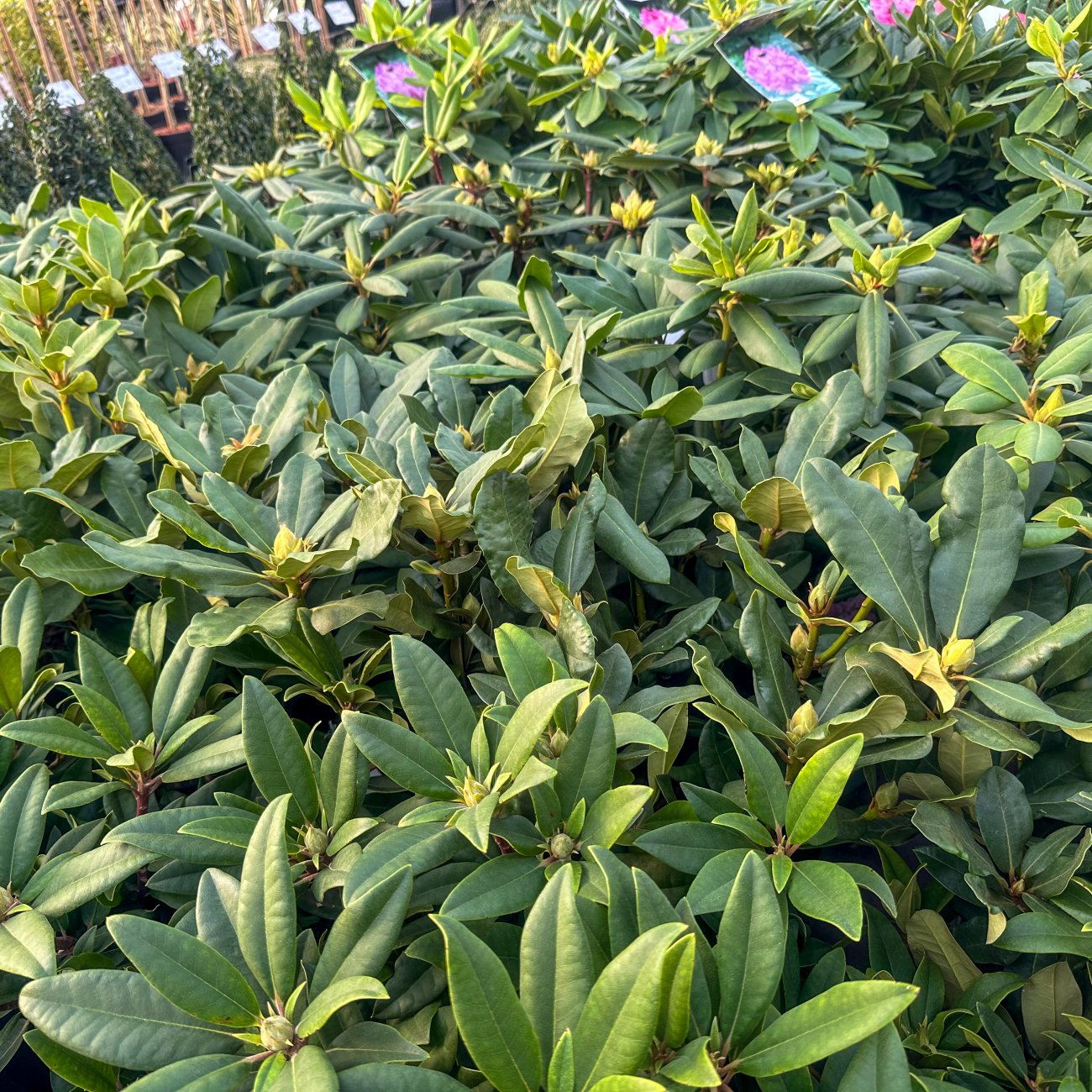 Obrázok Rododendron hybridný (Rhododendron hybridum) ´ROSEUM ELEGANS´ - výška 30-50 cm, kont. C4L